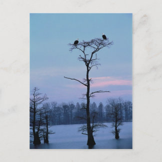 Bald eagles on top of a tree postcard
