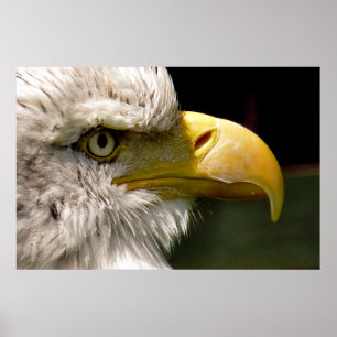 BALD EAGLES POSTER