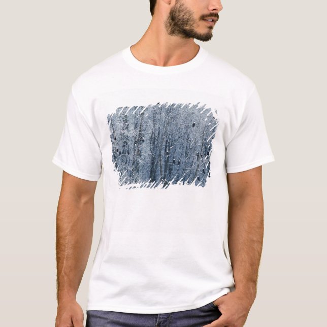 Bald Eagles T-Shirt (Front)