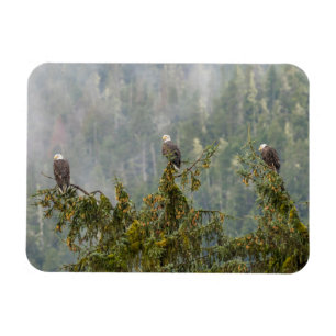 Bald Eagles Tongass National Forest Alaska Magnet