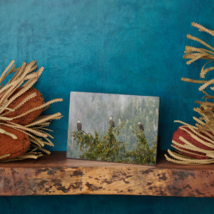 Bald Eagles   Tongass National Forest Alaska Plaque
