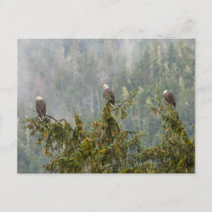 Bald Eagles Tongass National Forest Alaska Postcard