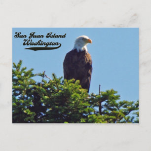 Bald EagleSan Juan Island, Washington Postcard