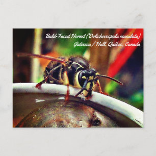 Bald Faced Hornet (Dolichovespula maculata) Wasp Postcard