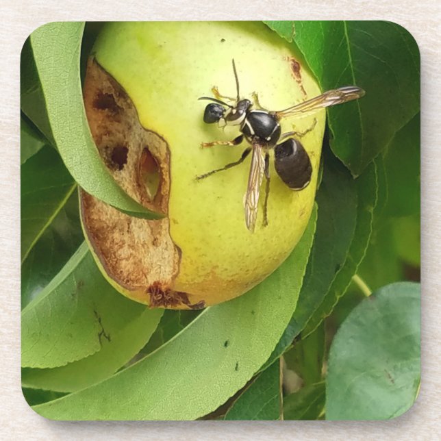Bald Faced Hornet Eating a Pear Coaster (Front)