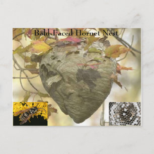 Bald-faced hornet nest postcard