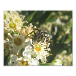 Bald-faced Hornet Print