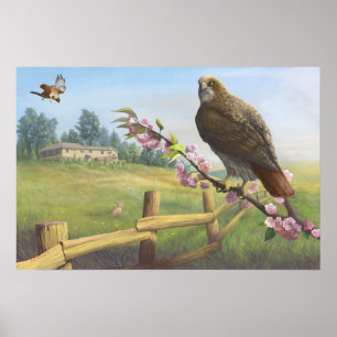 Baldpate Red-tails Print