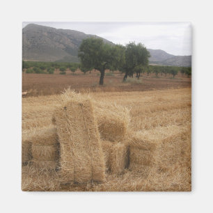 Bales & Almond Trees Magnet