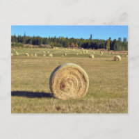 Bales of hay on farm postcard