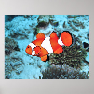 Bali Clownfish Poster