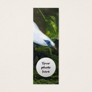 Bali Myna