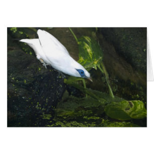 Bali Myna