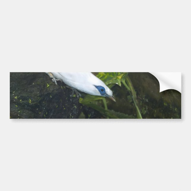 Bali Myna Bumper Sticker (Front)