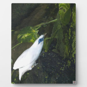 Bali Myna Plaque