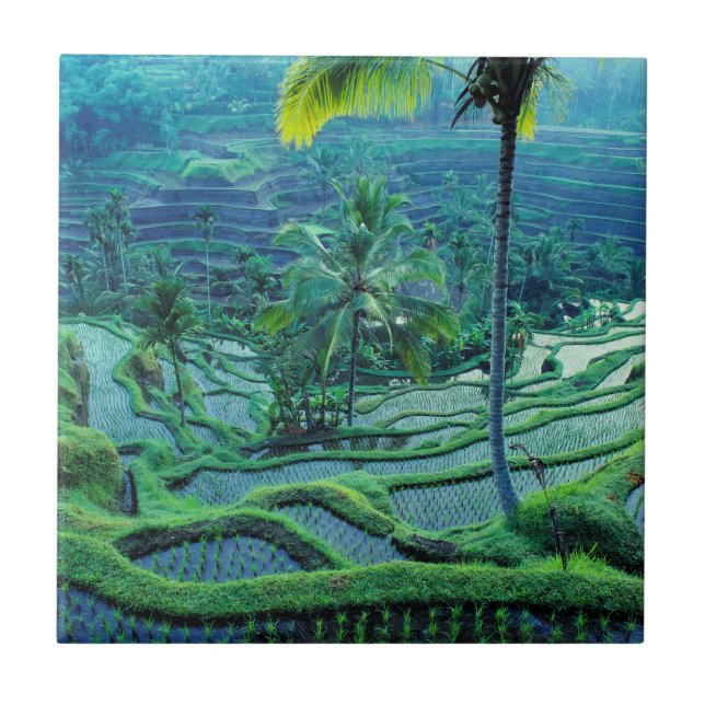 Bali | Overview Of Rice Terraces Ceramic Tile (Front)