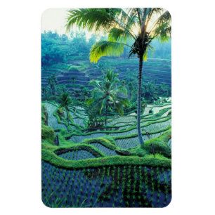 Bali   Overview Of Rice Terraces Magnet