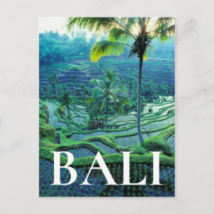 Bali   Overview Of Rice Terraces Postcard