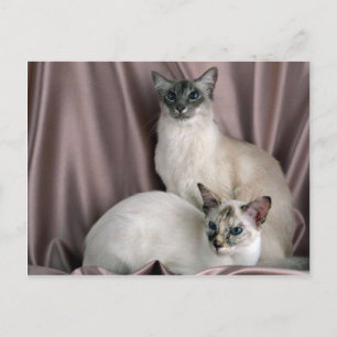 Balinese, blue tabby point and seal tortie point postcard