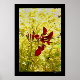 Balinese Red Flower Poster