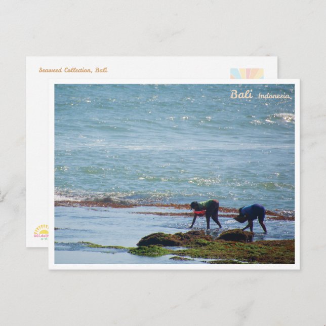 Balinese Seaweed Harvest Bali Postcard (Front/Back)