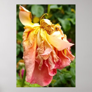 Ball Gown Dead Rose, yellow orange Poster