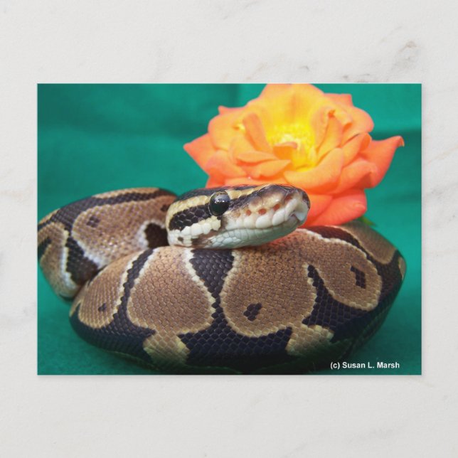 Ball Python, green background, orange rose Postcard (Front)