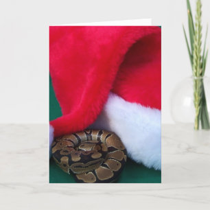 Ball Python next to Santa Hat, snake Christmas Holiday Card