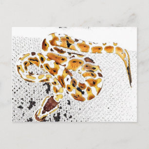 Ball Python Postcard