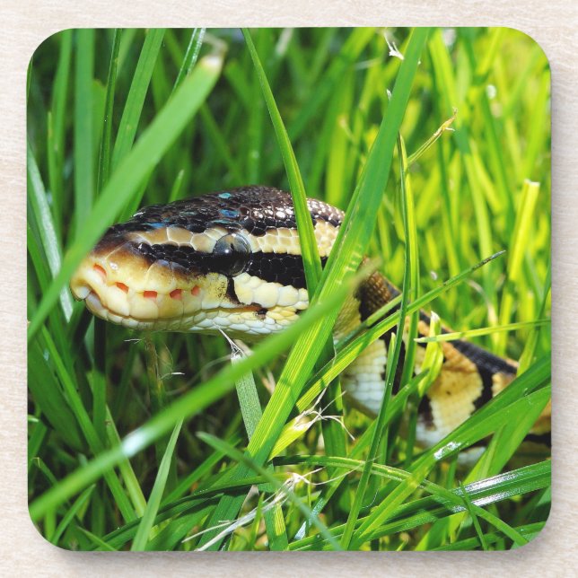 Ball Python Snake in the Grass Coaster (Front)