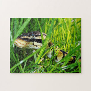 Ball Python Snake in the Grass Jigsaw Puzzle