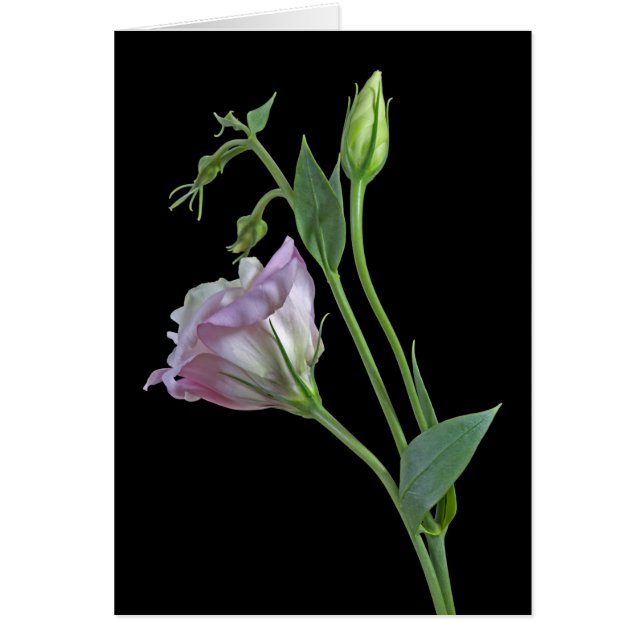 Ballerina Card (Front)