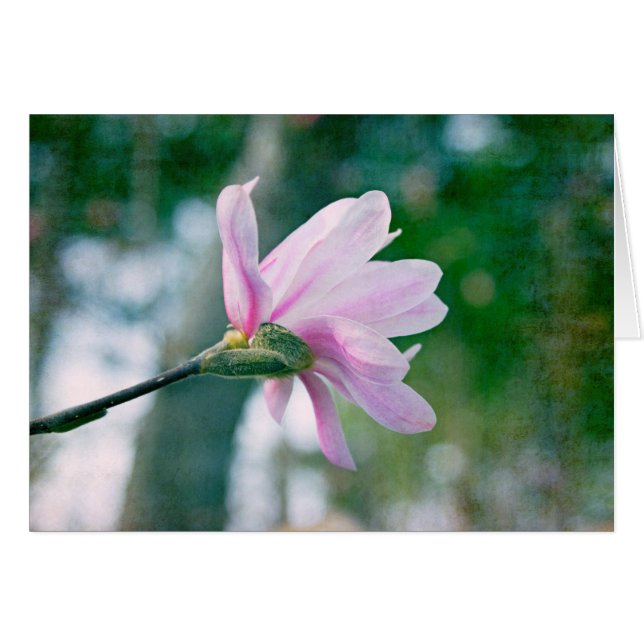 Ballerina Magnolia (Front Horizontal)