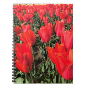 Ballerina Tulips, Oregon Notebook