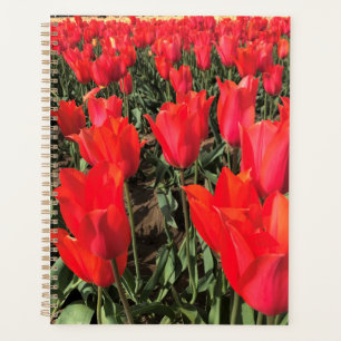 Ballerina Tulips, Oregon Planner