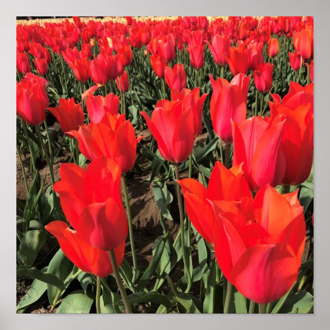 Ballerina Tulips, Oregon Poster (Front)