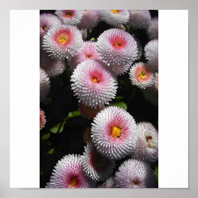 balls of pink poster (Front)