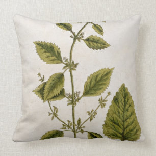 Balm, plate 27 from 'A Curious Herbal', published Cushion