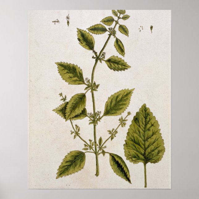 Balm, plate 27 from 'A Curious Herbal', published Poster (Front)