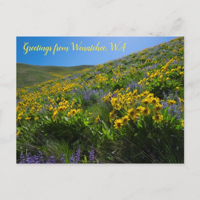 Balsamroot and Lupine at Sage Hills Wenatchee, WA Postcard (Front)