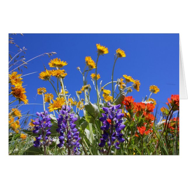 Balsamroot, Lupine and Paintbrush (Front Horizontal)