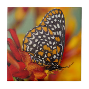 Baltimore-Chequered Butterfly Ceramic Tile