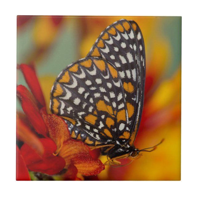 Baltimore-Chequered Butterfly Ceramic Tile (Front)