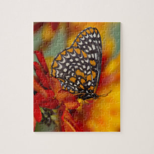 Baltimore-Chequered Butterfly Jigsaw Puzzle