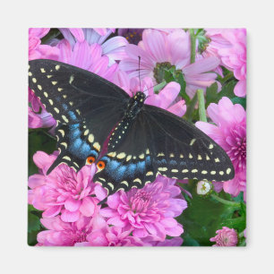 Baltimore Chequered Butterfly Magnet
