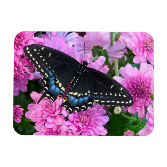 Baltimore Chequered Butterfly Magnet (Horizontal)