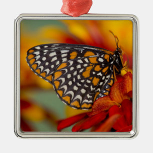 Baltimore-Chequered Butterfly Metal Ornament