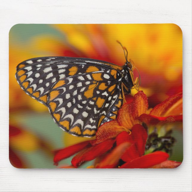 Baltimore-Chequered Butterfly Mouse Pad (Front)