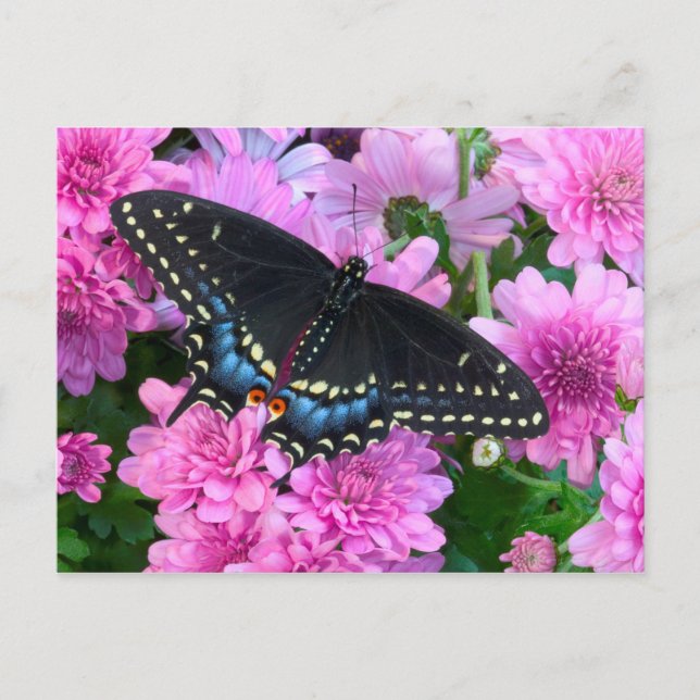Baltimore Chequered Butterfly Postcard (Front)