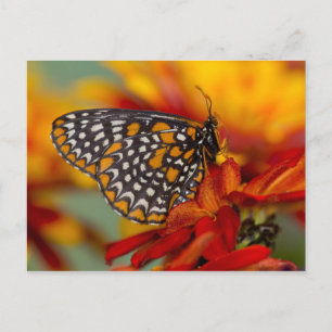 Baltimore-Chequered Butterfly Postcard